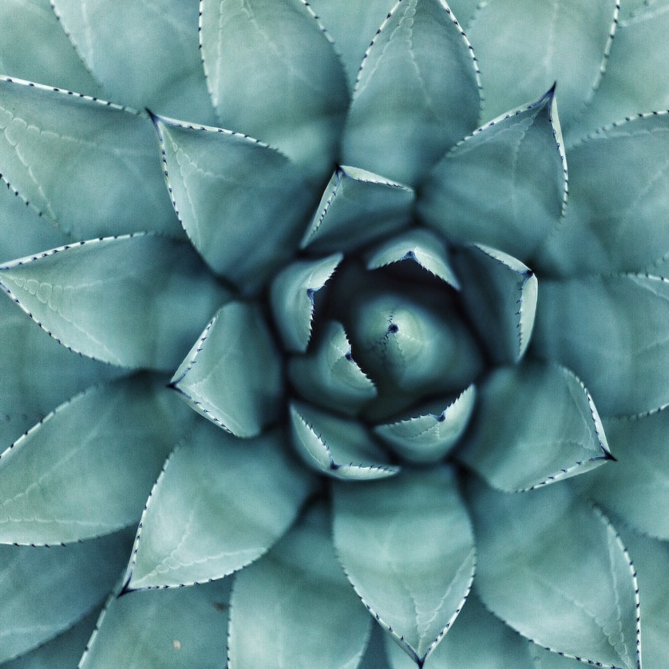 Video Internet Natural